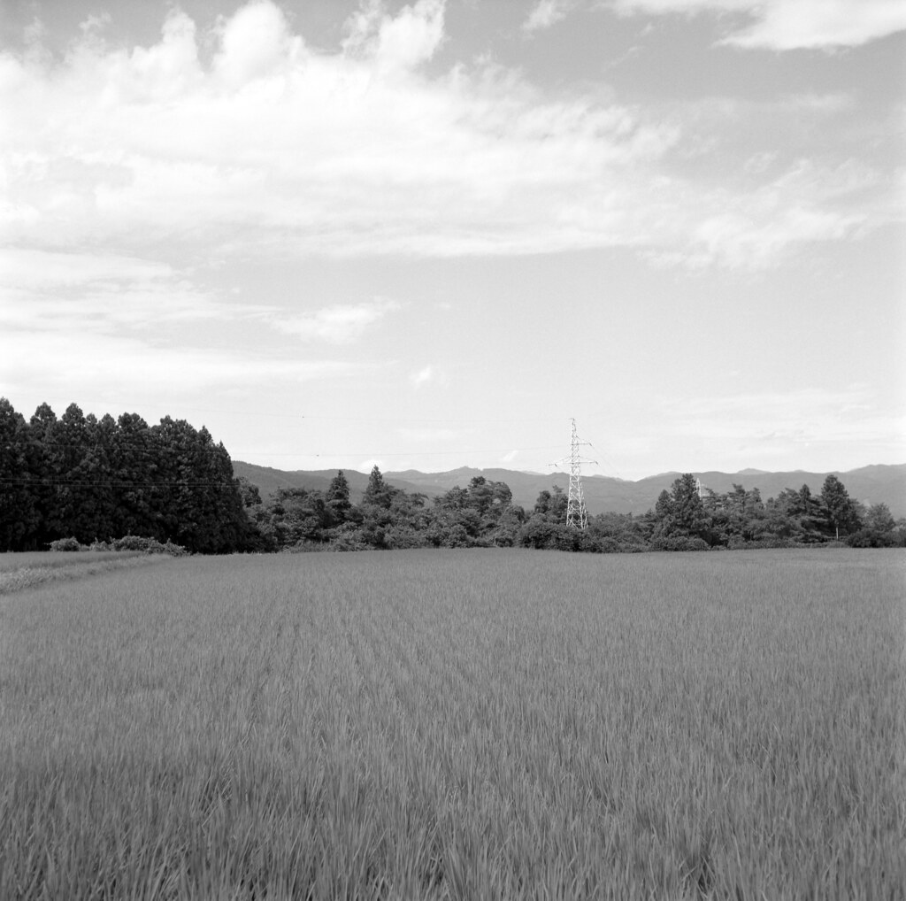 Rice field around Azuma Sports Park, Fukushima city 2022/08 No.2(taken by film camera).