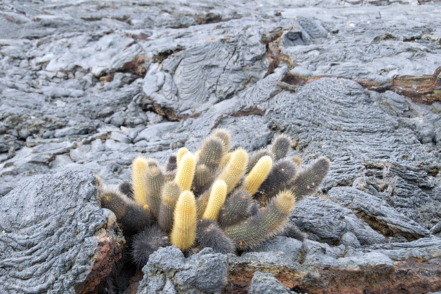 Lava Cactus Brachycereus nesioticus