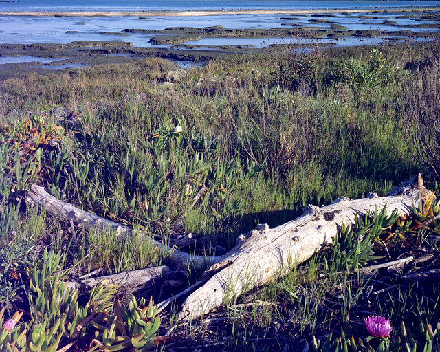 Driftwood and marsh flower in color - LF45_1012