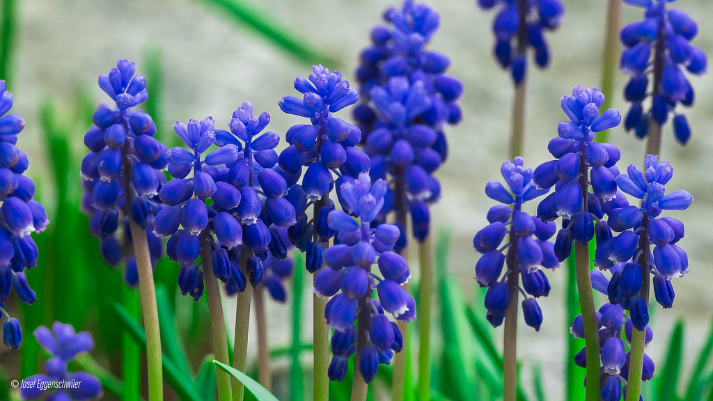 Traubenhyazinthen/Grape hyacinths
