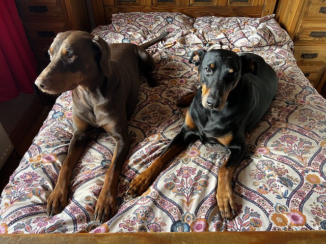 Two Good Boys - Dobies Kaiser and Saxon