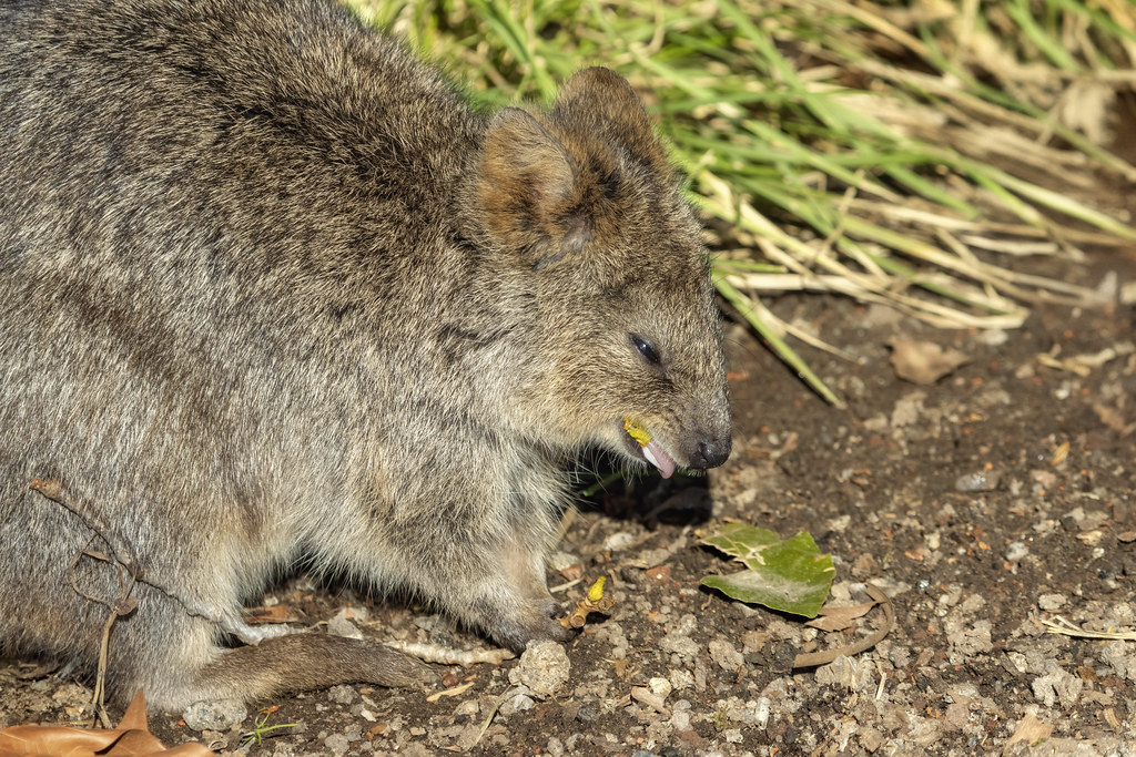 A snack for the Quokka