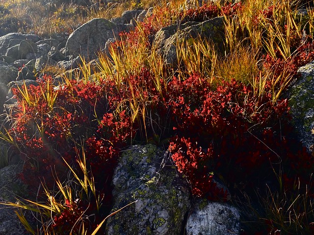 Autumn vegetation in the high mountains
