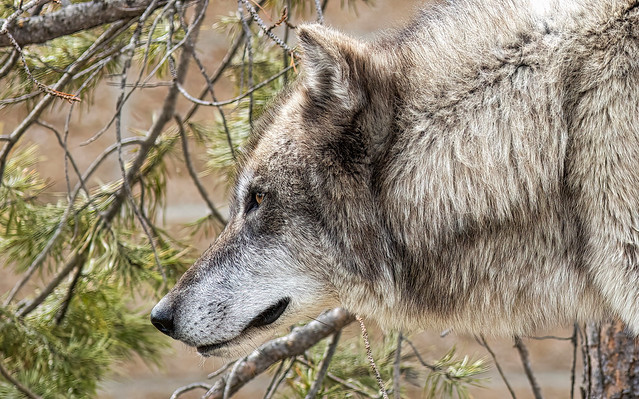 Gray Wolf with an Intent Stare