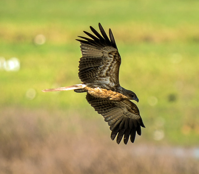 whistling kite (Haliastur sphenurus) - Fogg Dam, Conservation Reserve, Northern Territory, Australia