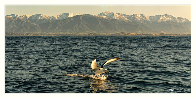 White-capped Mollymawk Albatross / Toroa