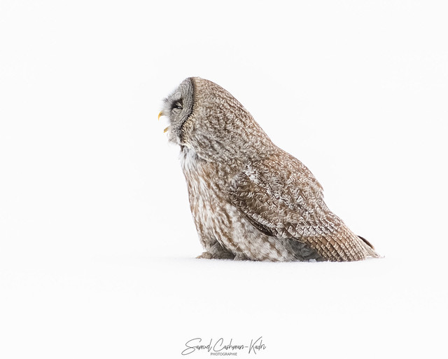 Chouette lapone/ Great Gray Owl (Strix nebulosa)