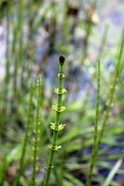 Equisetum fluviatile L. - Holpijp - Leigraaf - Voorst 240323-4
