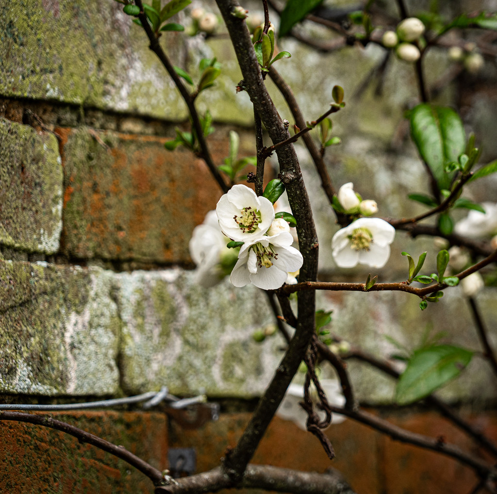 Quince Blossom