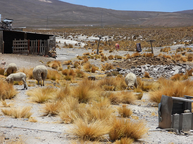 Parador turistico Chinito's along the Arequipa - Chivay road, Peru