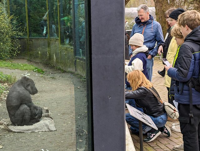 Gorilla. Artis zoo, Amsterdam.