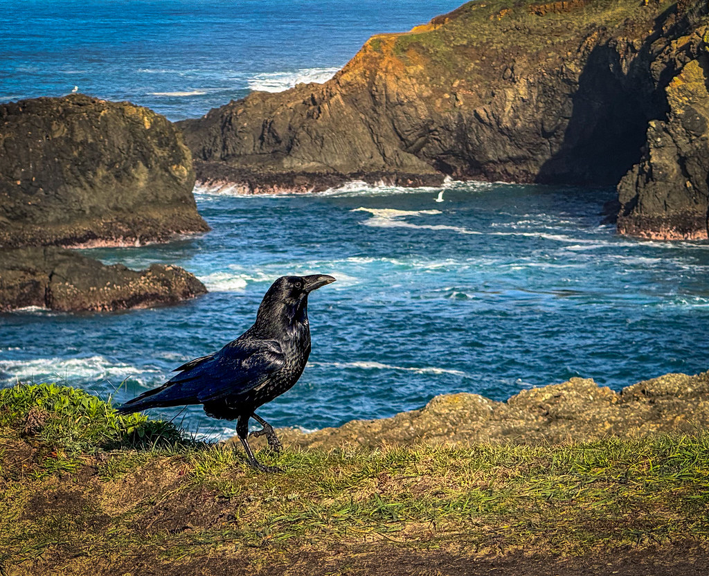 Raven and Sea