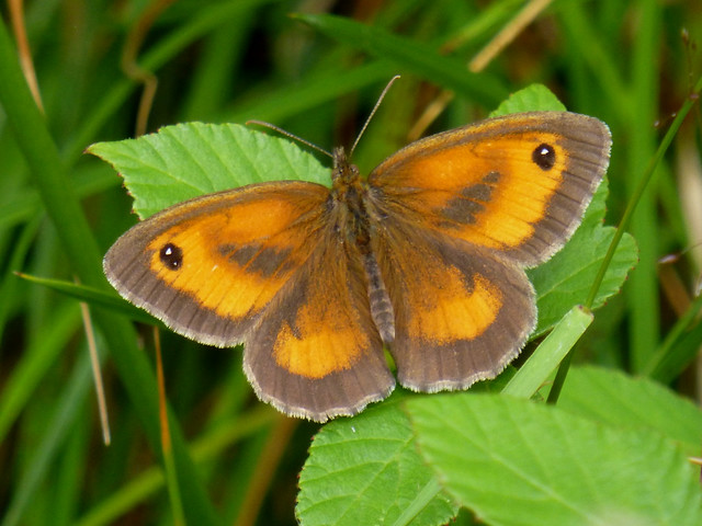 Gatekeeper Butterfly, New Forest NP, Hampshire, UK