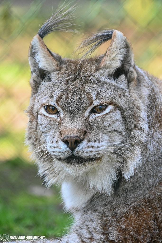 Eurasian lynx - Parc Animalier de Bouillon