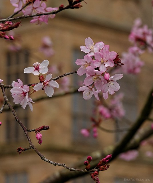 [NT] Hardwick Hall. Spring Blossom