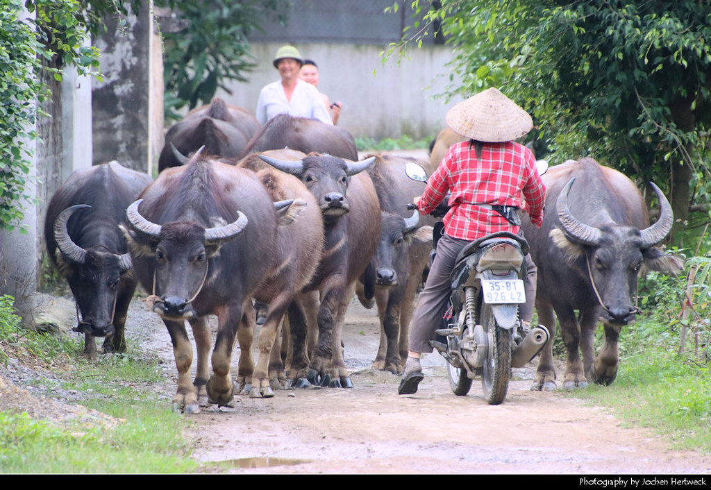 Oncoming Traffic, Khe Dau Ha, Vietnam