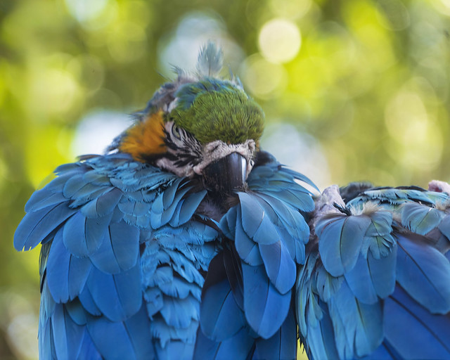 sleepy Macaw