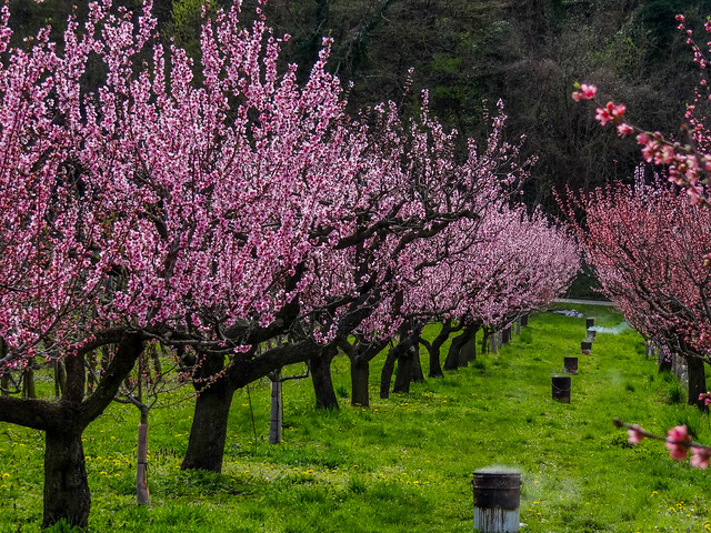 The famous Apricot blossom in Wachau, Lower Austria.