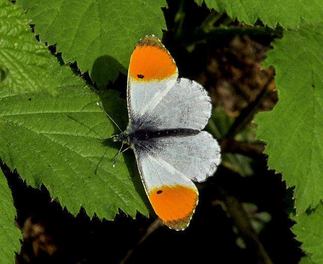 Orange-tip Butterfly (Anthocharis cardamines) - Male 2022-04-29. Parc Slip, Aberkenfig, South Wales