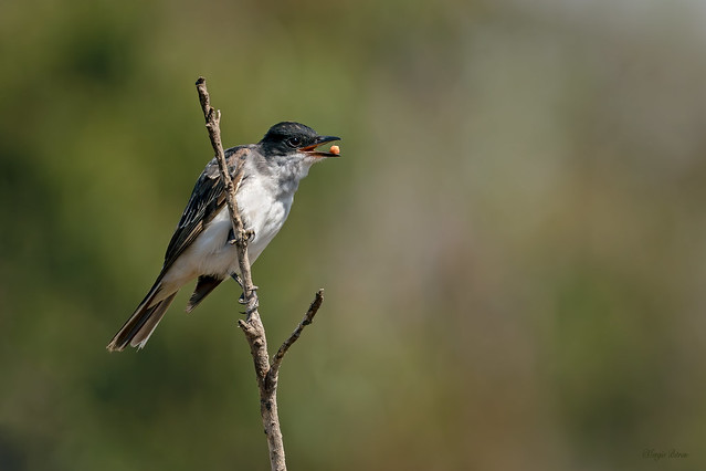 Eastern Kingbird. Suirirí boreal Tyrannus tyrannus