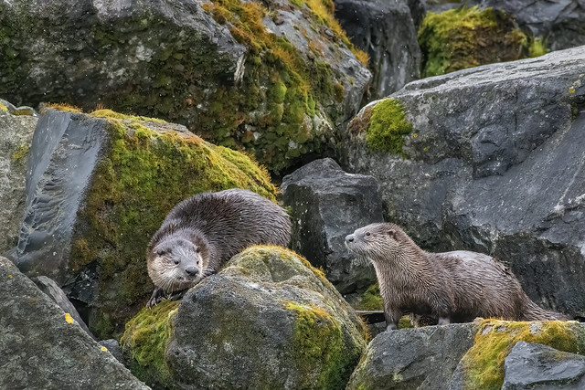 River otters at play