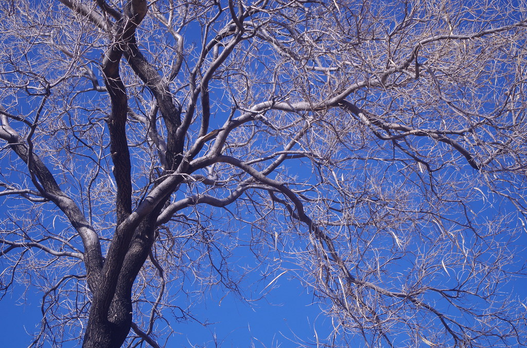 Desert willow against blue sky