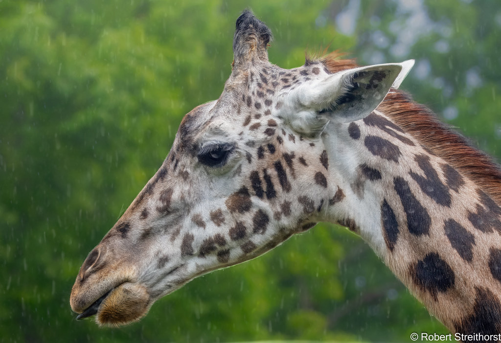 Rainy Days and Giraffes