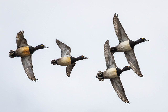 Four Ring-necked Ducks