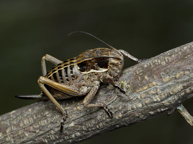 Orthoptera, Pycnogaster algecirensis