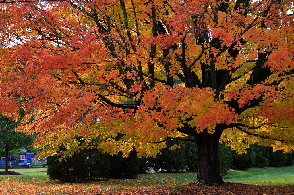 DSC_0145 fall colors maple tree