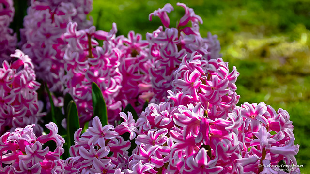 Scent of Hyacinth - Keukenhof (Lisse/NL)