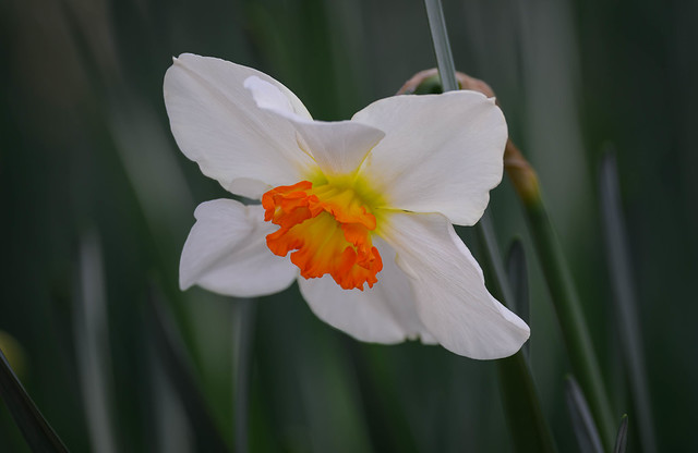 Daffodil glory