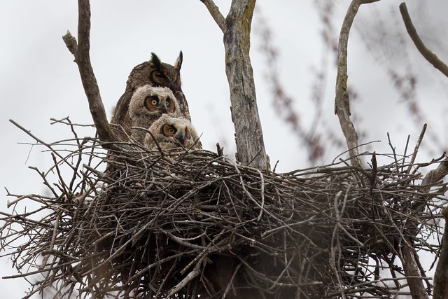 Great-horned Owls