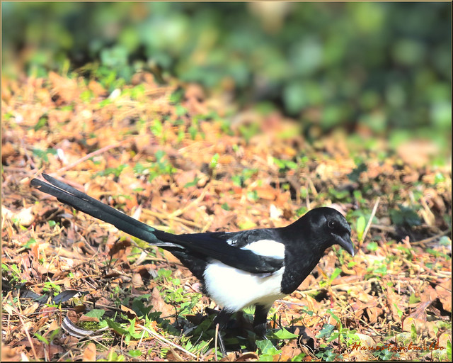 Magpies are back in the garden ....