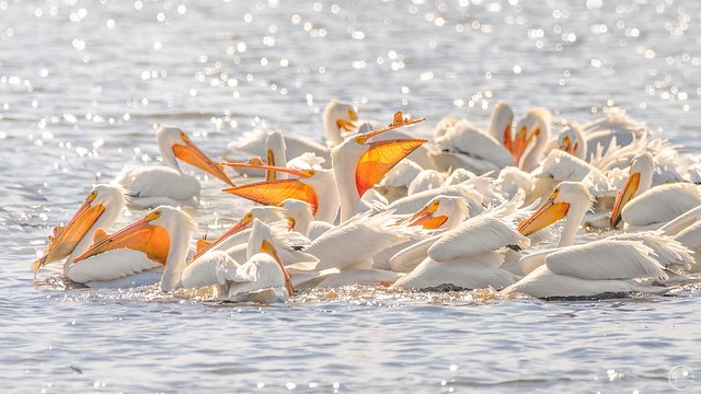 American White Pelicans