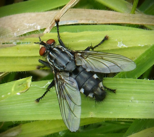 Flesh Fly. Sarcophagidae