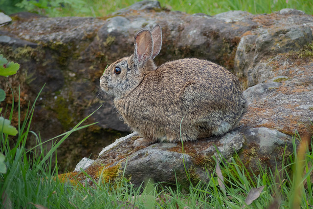 Bush Rabbit