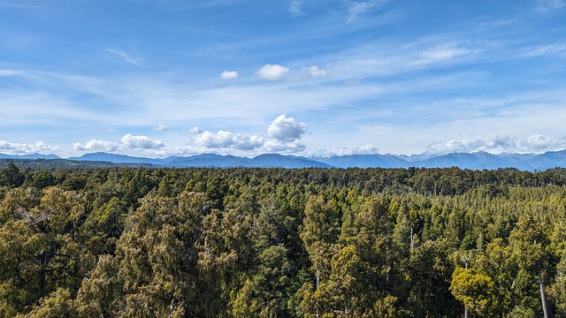 Tree top Walk - Mountain Vista
