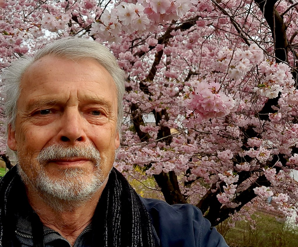 GERMANY, Leonberg, wie in jedem Jahr, Kirschblüten im Pomeranzengarten,  Ende mit den   jap. Kirschblüten  , 21899