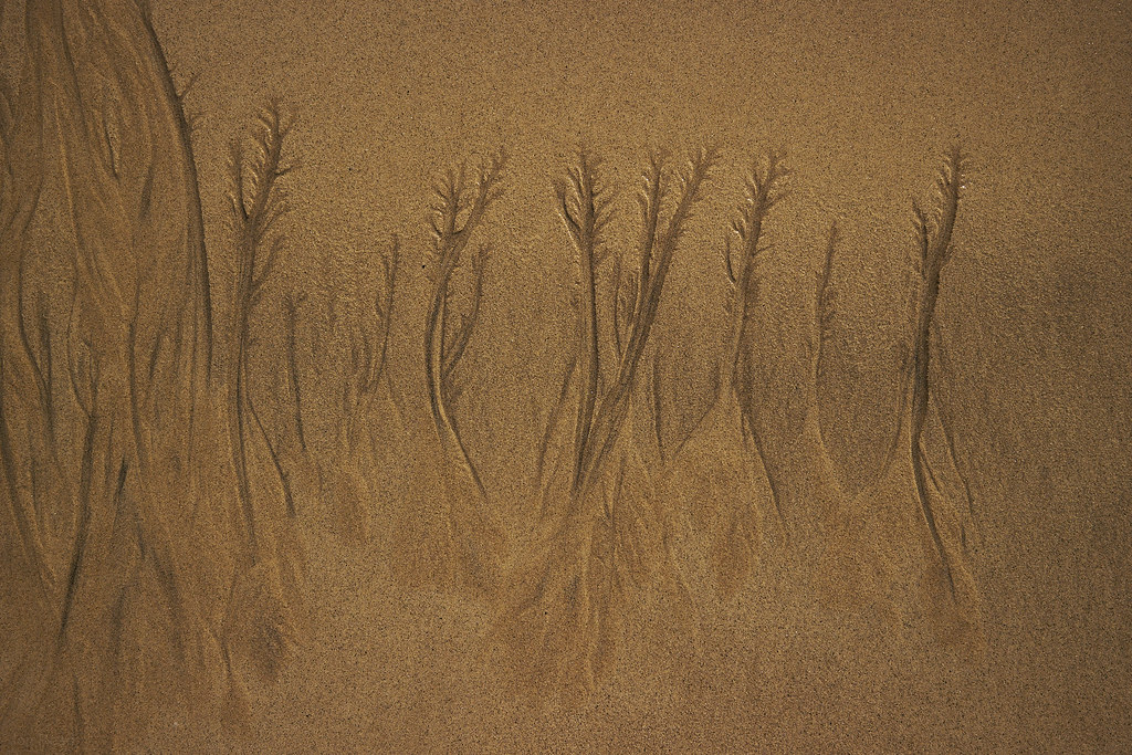 Sand forest