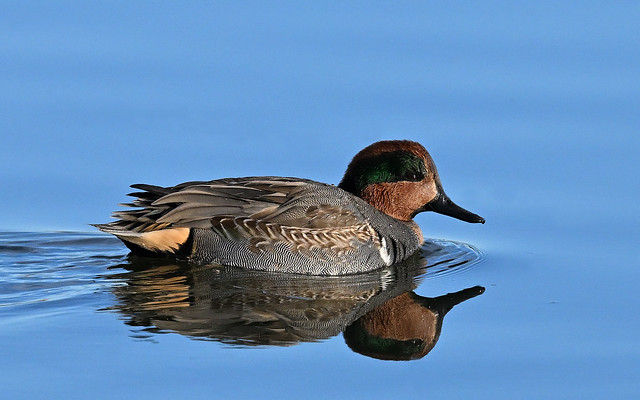 Green-winged Teal-7020