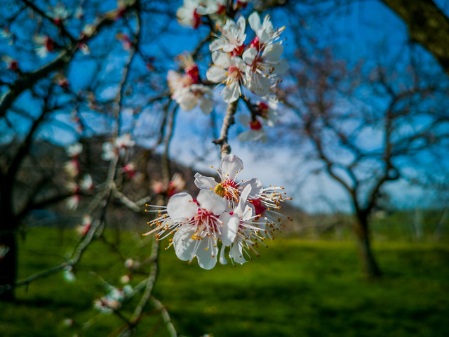 Close up shot of an Apricot blossom in Wachau, Lower Austria.