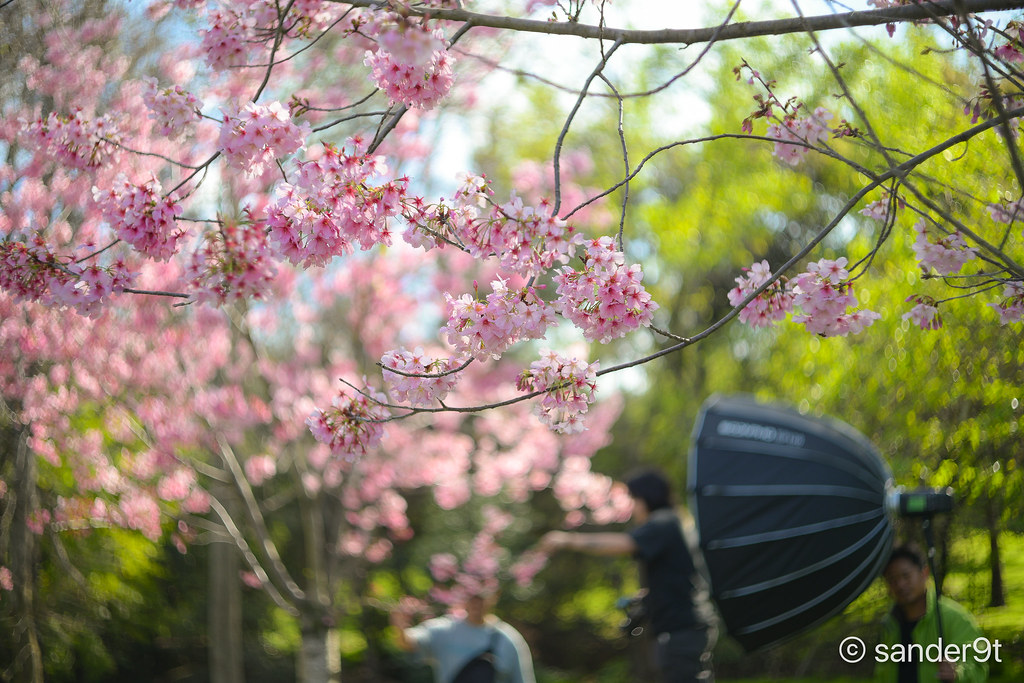 Taking advantage of the fleeting cherry blossom season