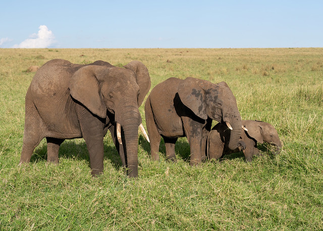 African Elephants - Loxodonta africana