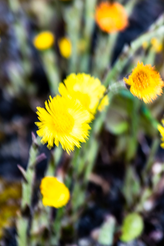 Yellow flowers: coltsfoots
