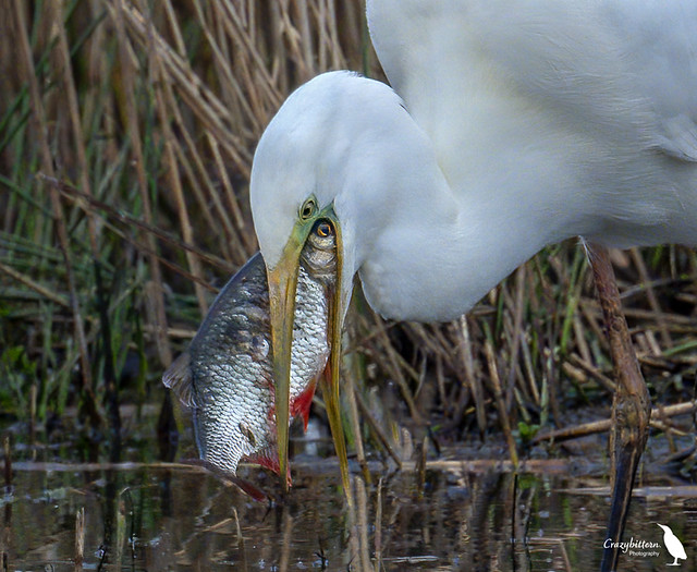 Great White Egret with catch.
