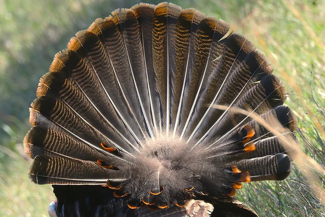 Wild Turkey display, from the back side