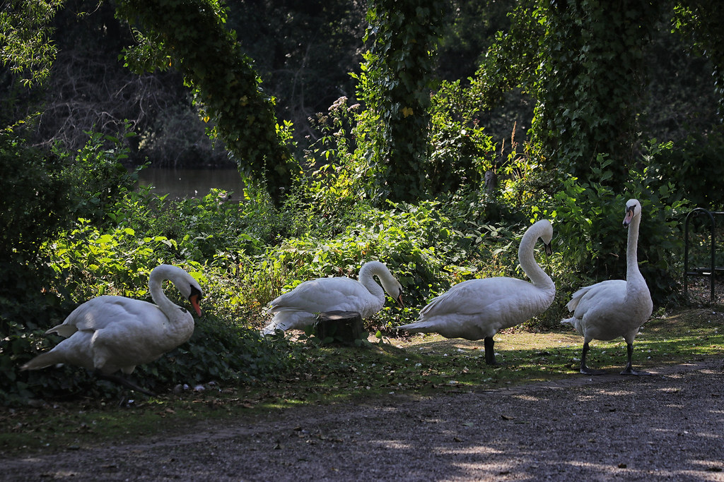 Swans crossing