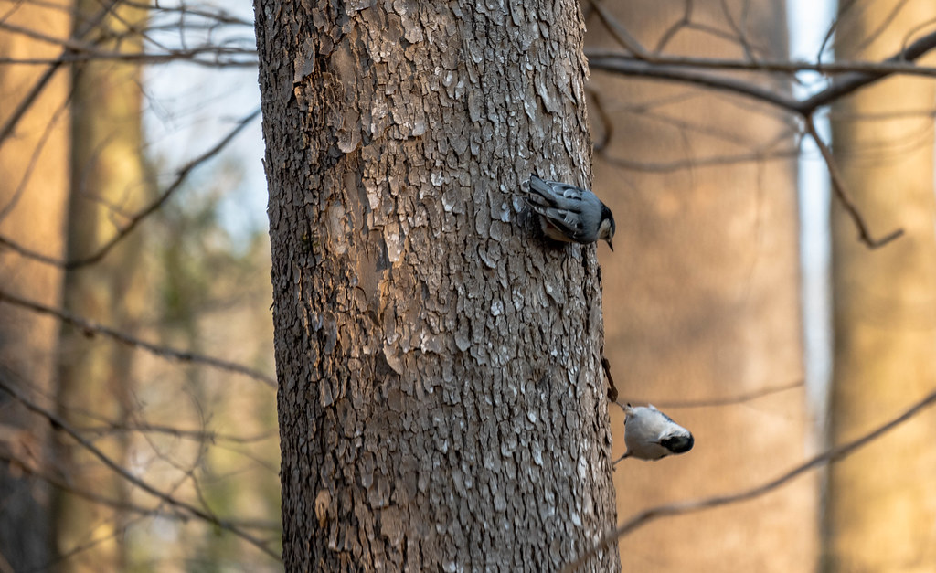 courting nuthatches