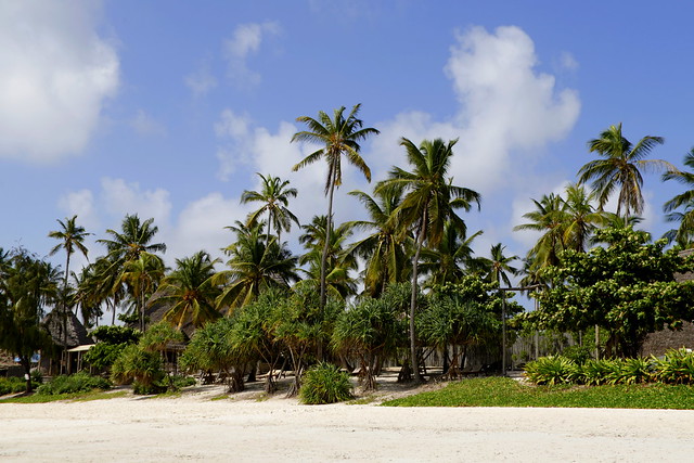 Palm trees on the Pingwe beach